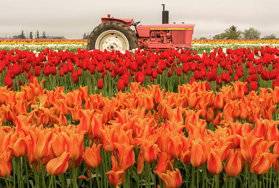 Tulip-Palooza Photograph by David Laurence Sharp - Fine Art America