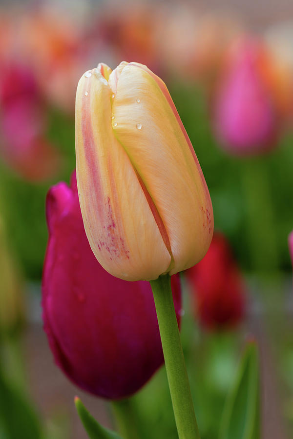 Tulip pastel Photograph by Jack Clutter
