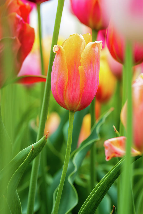 Tulip pastels   Photograph by Jack Clutter
