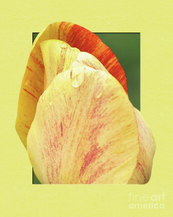 Tulip Petals Escaping Photograph by Smilin Eyes Treasures