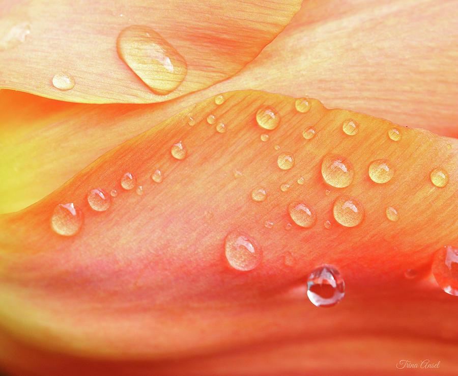 Tulip Petals with Raindrops Photograph by Trina Ansel