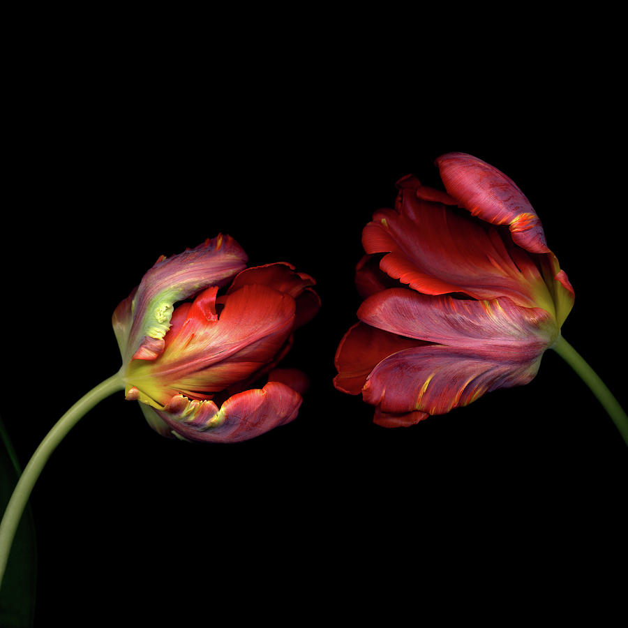 Tulip Photograph by Photograph By Magda Indigo