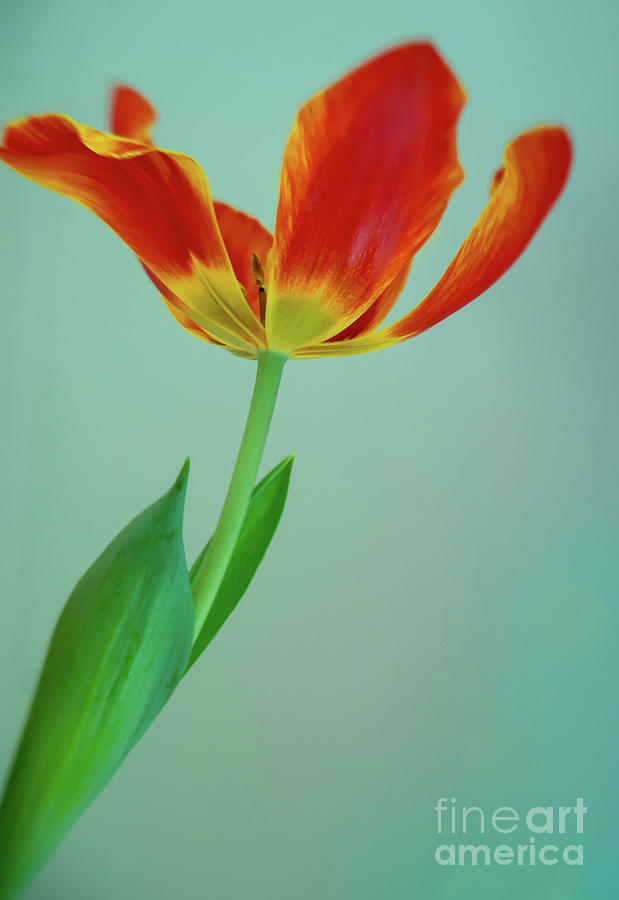 Tulip Portrait Photograph by Jill Greenaway