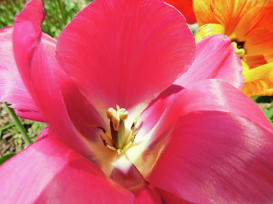Tulip Pretty In Pink Photograph