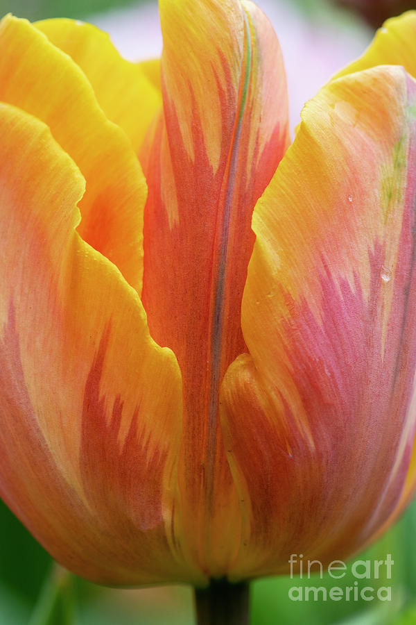 Tulip Prinses Irene Flower Close Up Photograph by Tim Gainey