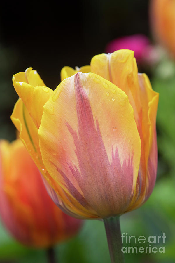 Tulip Prinses Irene Flower Photograph by Tim Gainey
