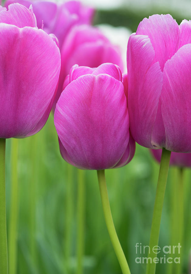Tulip Purple Pride Flowers Photograph by Tim Gainey