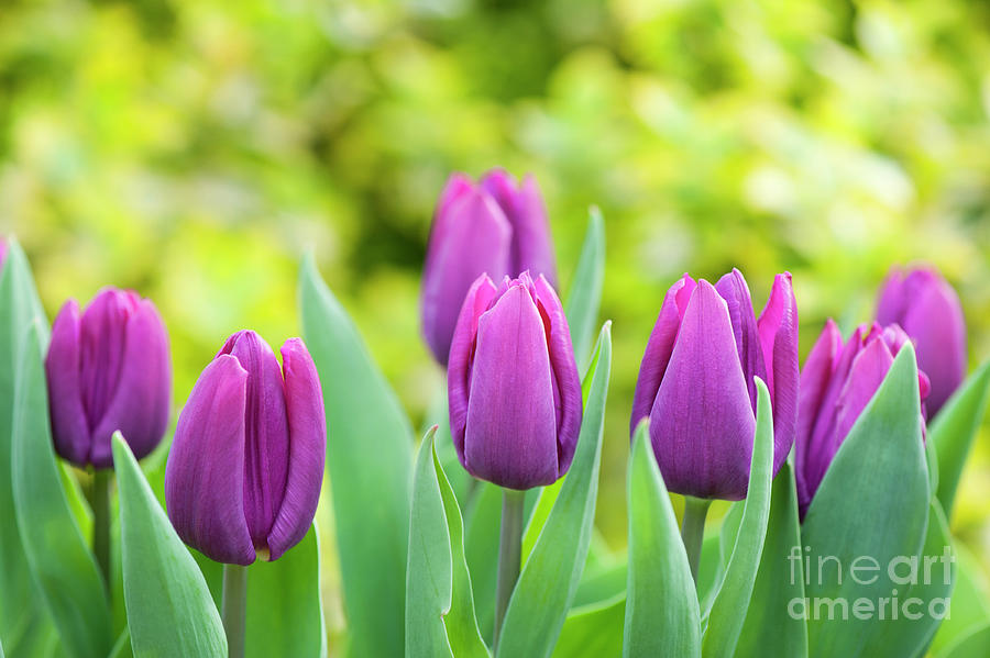Tulip Purple Prince Flowers Photograph by Tim Gainey
