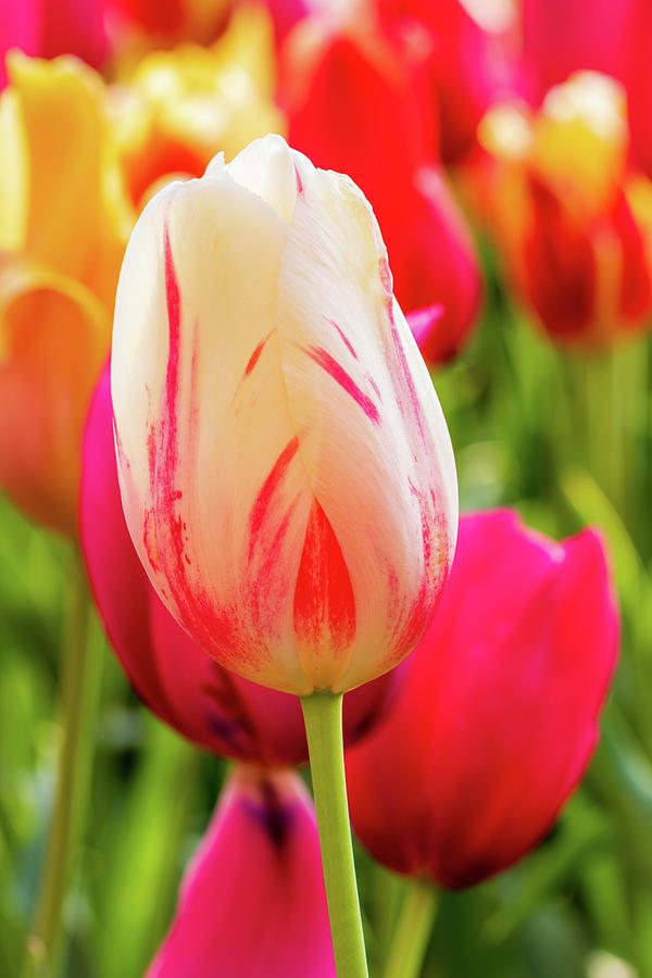 Tulip rainbow Photograph by Jack Clutter