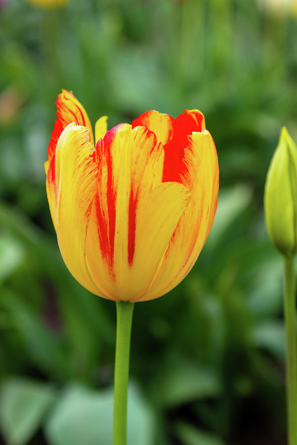 Tulip Red-Yellow Petals Photograph by Aashish Vaidya - Fine Art America