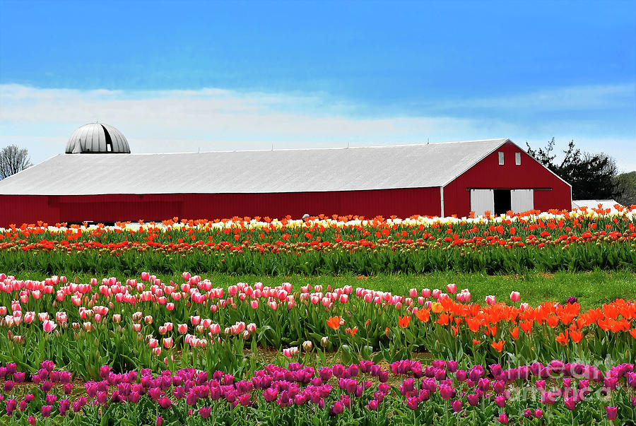 Tulip Rows and Barn Photograph by Regina Geoghan - Fine Art America