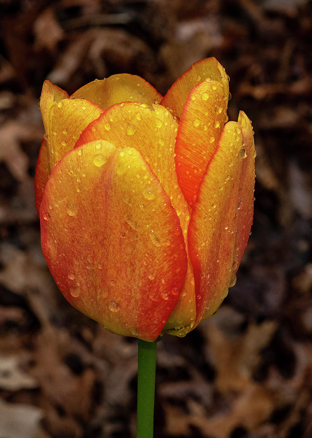 Tulip Showers Photograph by Cathy Kovarik