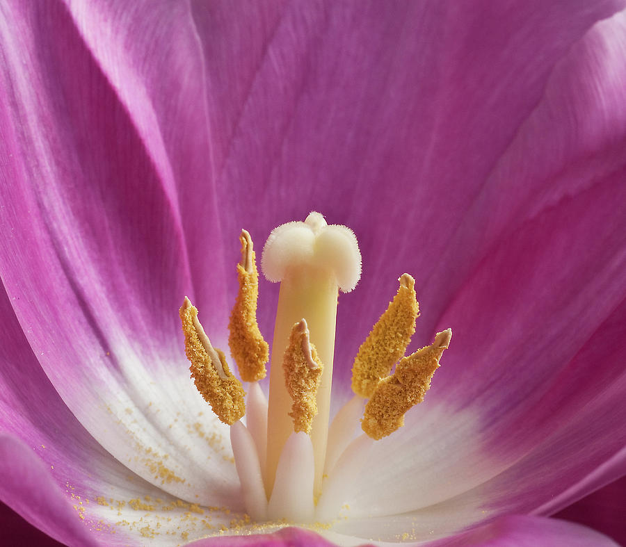 Tulip Photograph by Simon Stanley