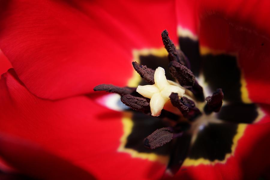 Tulip Stamens by Art Shack Tulip Stamens by Art Shack