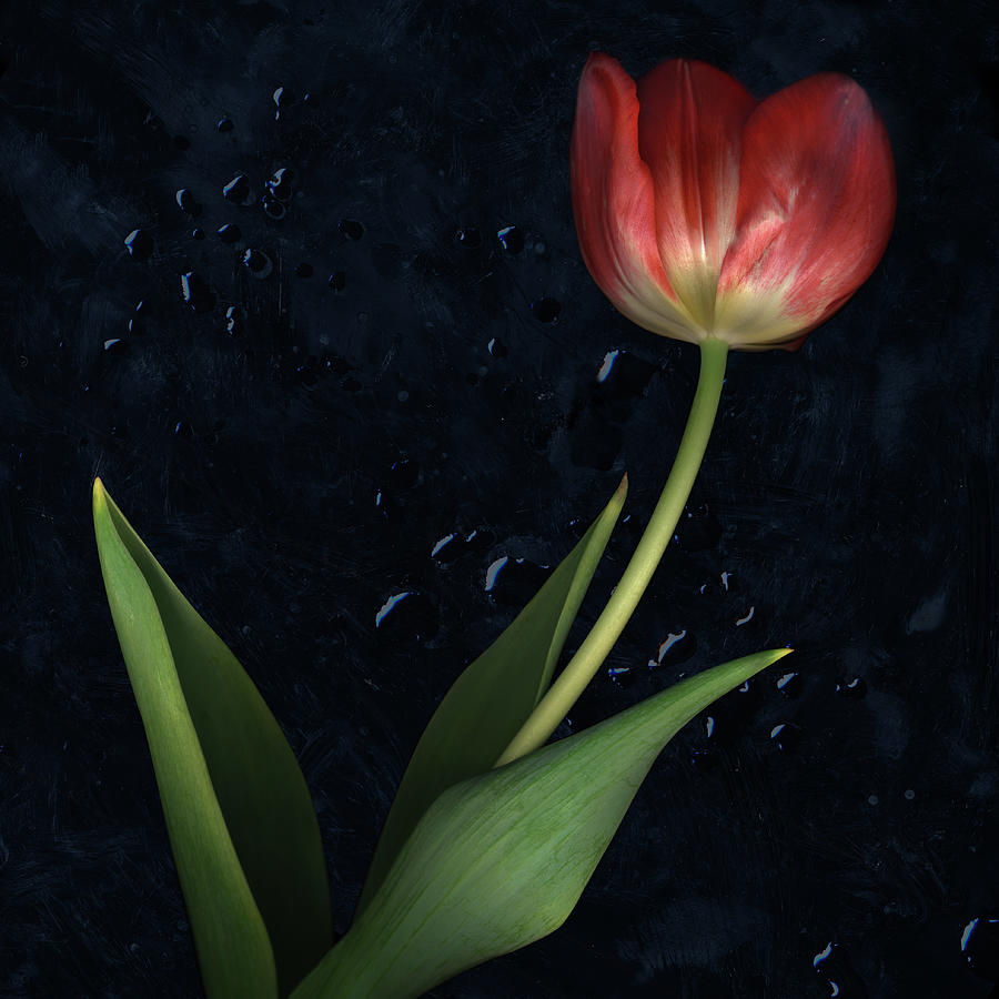 Tulip Still Life On Black With Droplets Photograph by Chris Collins