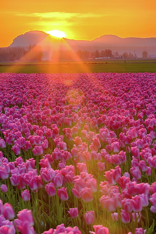 Tulip Sunset Photograph by Briand Sanderson