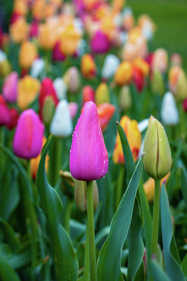 Tulip Symphony Photograph by Jack Clutter