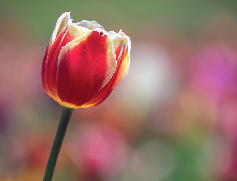 Tulip Tilt Photograph by Art Cole