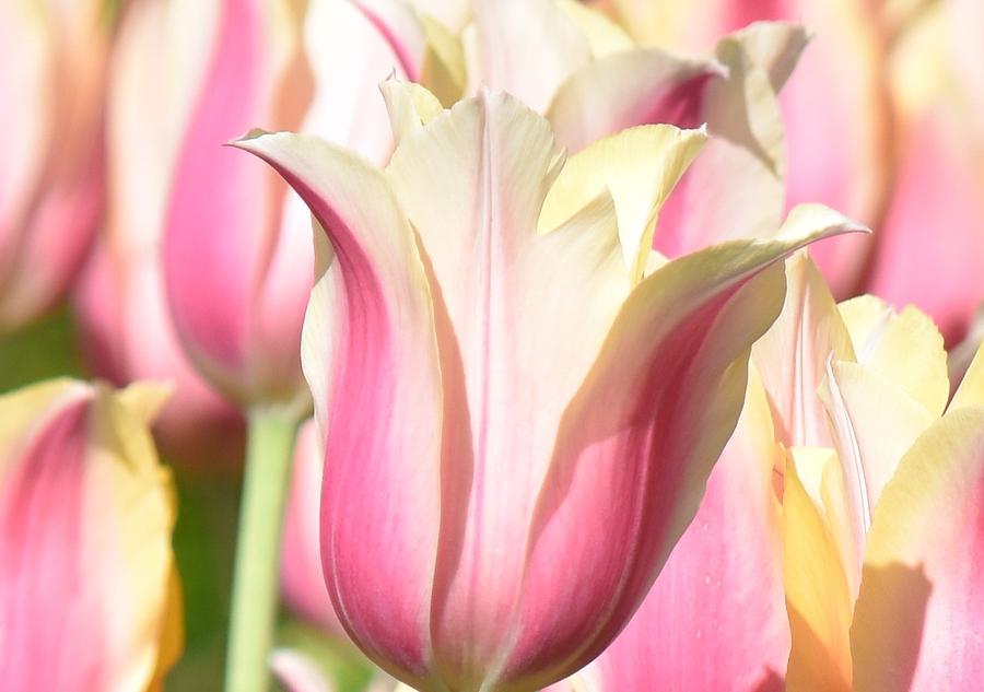 Tulip Photograph - Tulip Time 2 by Linda Benoit