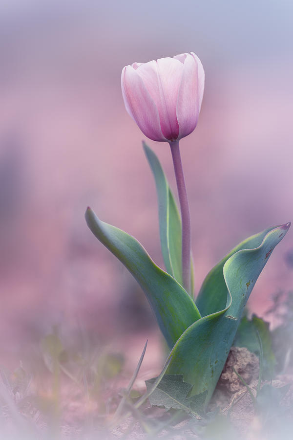 Spring Photograph - Tulip Time by Fabrizio Daminelli