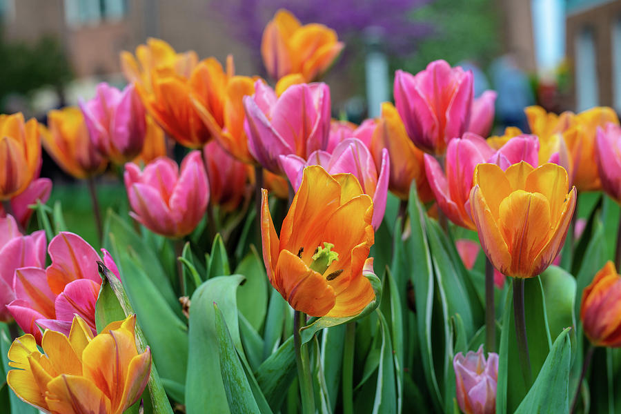 Tulip Time Photograph by Garrick Besterwitch Fine Art America