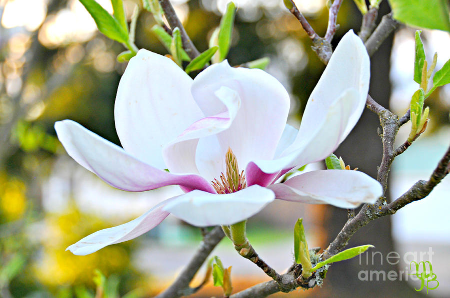 Tulip Tree Blossom  Photograph by Mindy Bench
