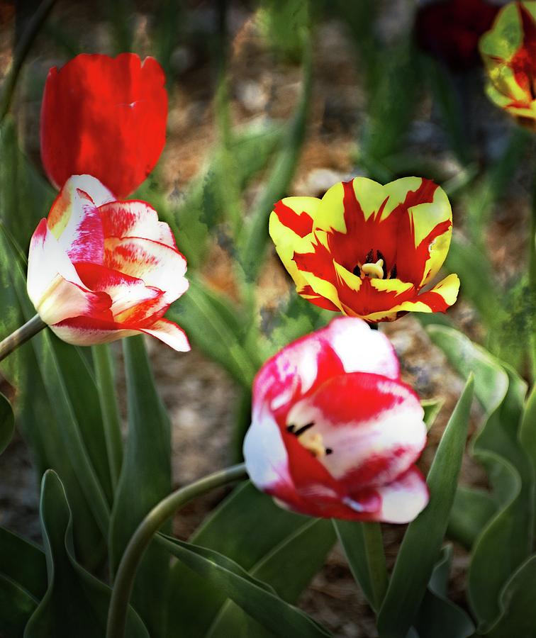 Tulip Trio 2 Photograph by Marty Koch