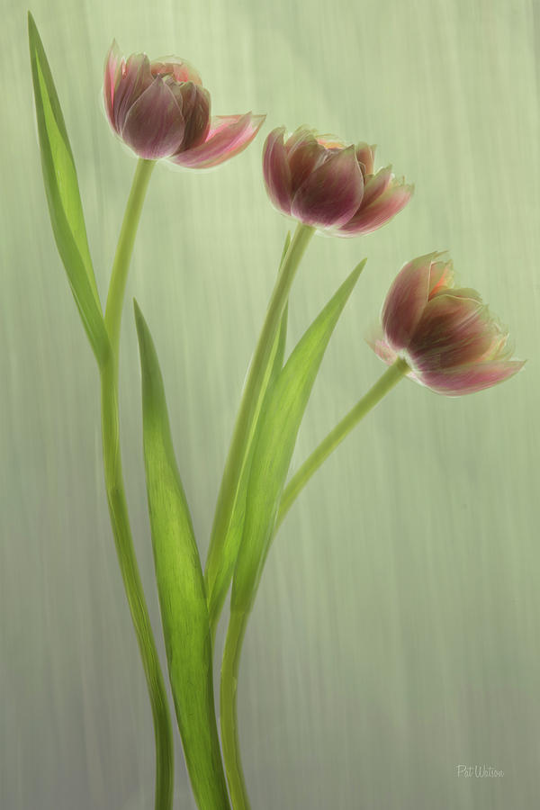 Tulip Trio Photograph by Pat Watson