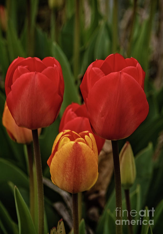 Tulip Photograph - Tulip Trio by Robert Bales