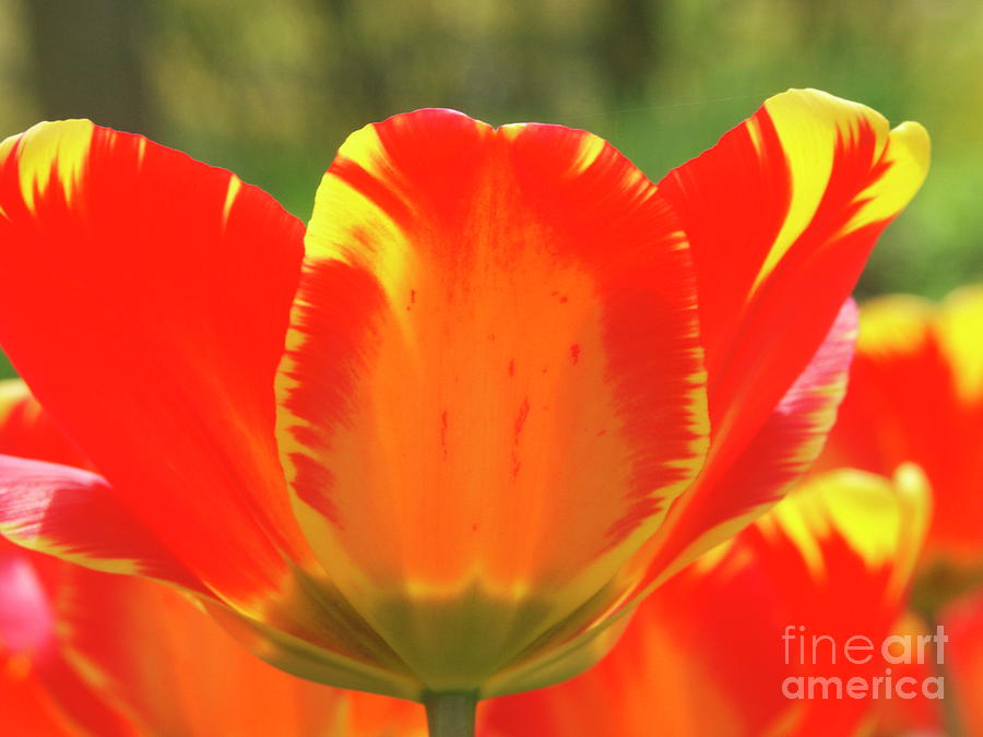 Tulip (tulipa 'banja Luka') Photograph by Nick Wiseman/science Photo ...