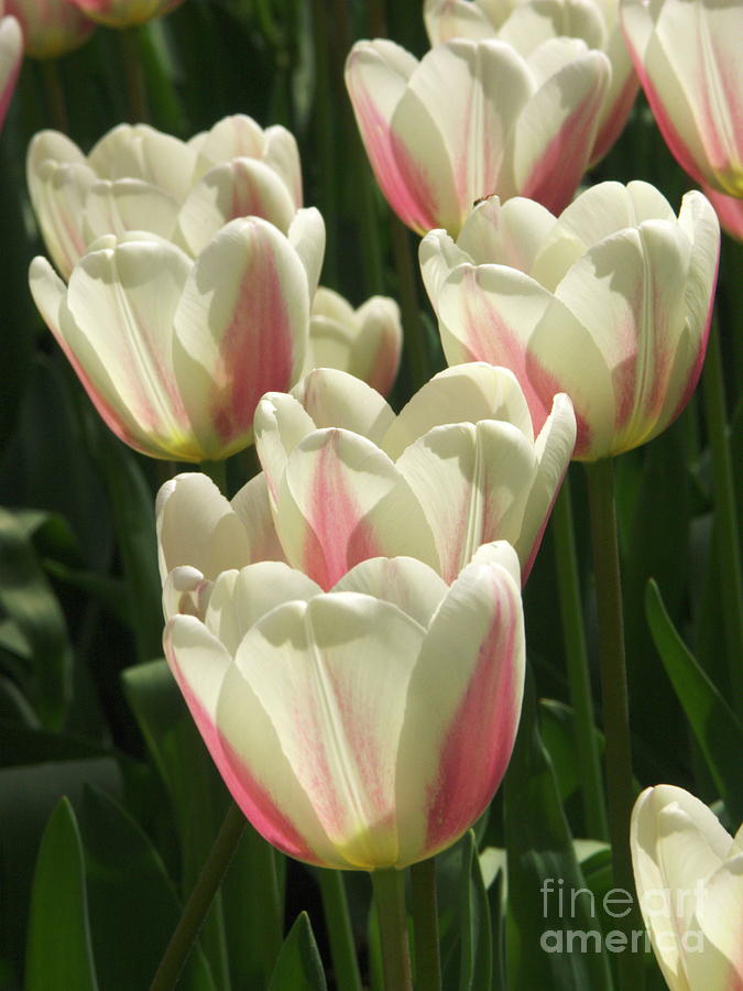 Tulip tulipa beau Monde by Nick Wiseman science Photo Library