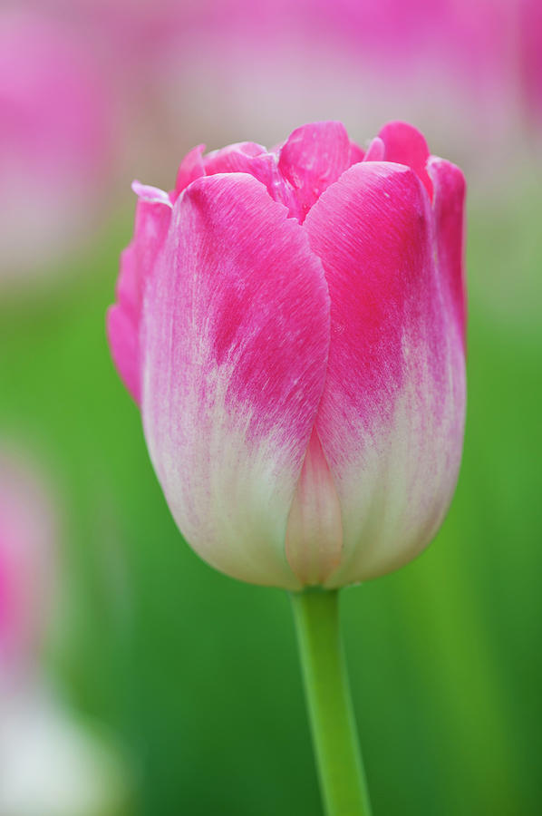 Tulip Tulipa, Dreamland Cultivar Photograph by Ed Reschke Tulip Tulipa, Dreamland Cultivar Photograph by Ed Reschke