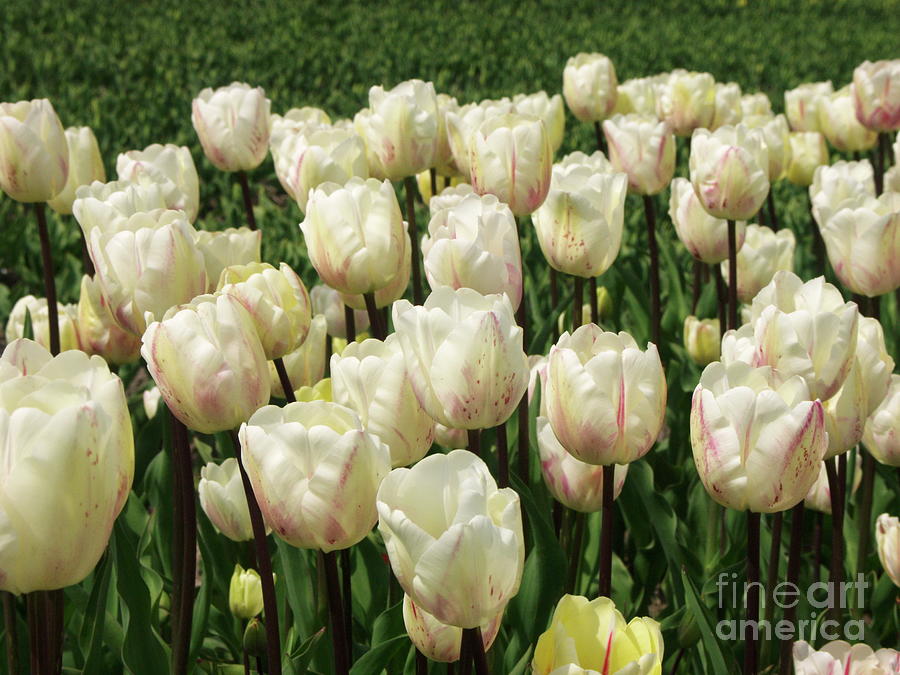 Tulip (tulipa Ganders Overture) Photograph by Nick Wiseman/science Photo Library