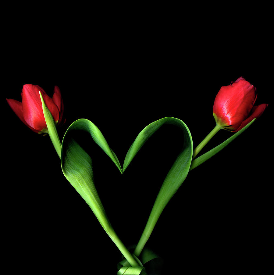 Tulip Tulipa Heart Arrangement On Black Photograph by Magda Indigo Tulip Tulipa Heart Arrangement On Black Photograph by Magda Indigo