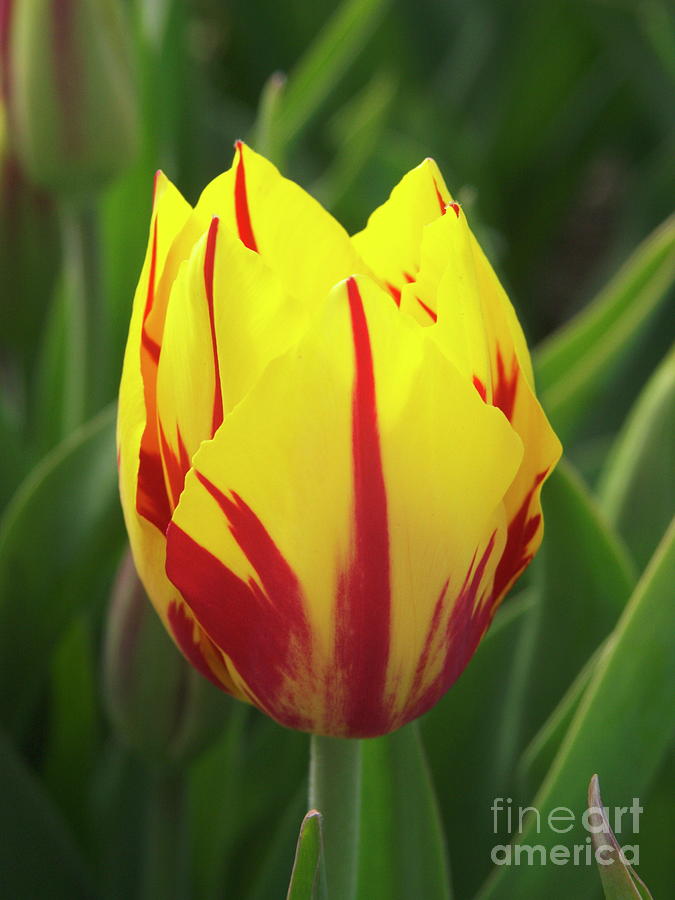 Tulip (tulipa mickey Mouse) Photograph by Nick Wiseman/science Photo Library