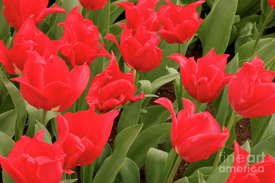 Tulip (tulipa 'pretty Woman') Photograph by Nick Wiseman/science Photo ...