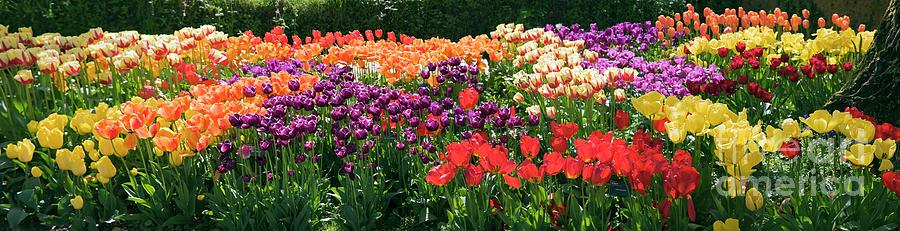 Tulip (tulipa Sp.) Borders Photograph by Dr Keith Wheeler/science Photo Library