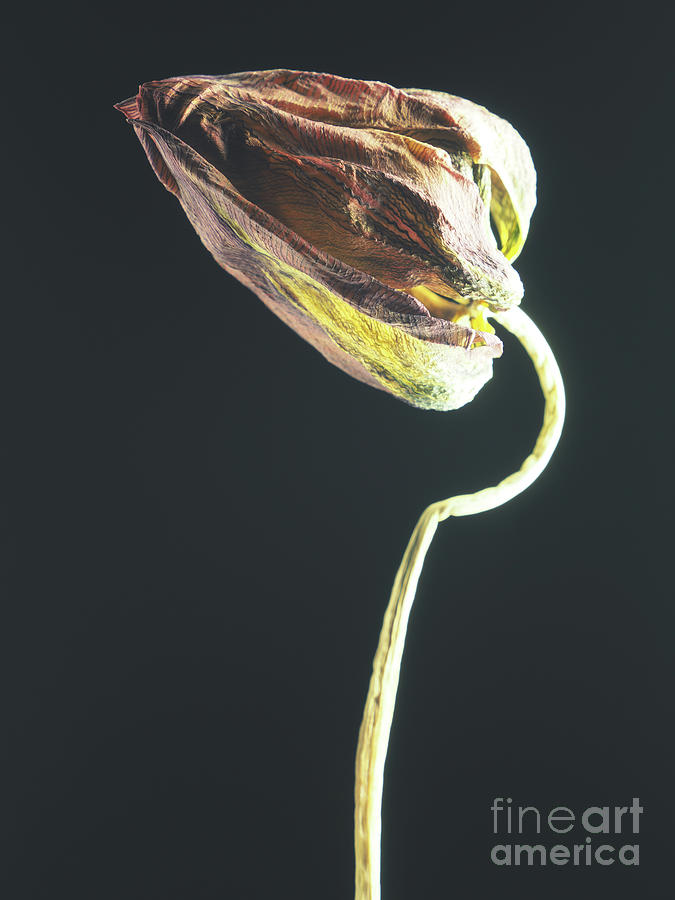 Tulip V Photograph by Andreas Berheide