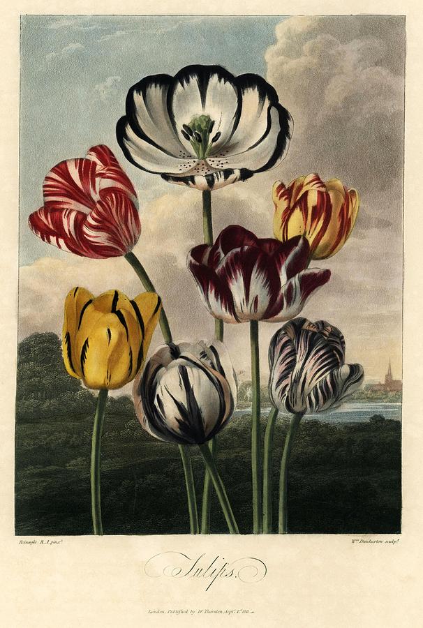 Tulip varieties, Tulipa gesnera. Painted by Philip Reinagle Temple of Flora, 1812. Painting by Album