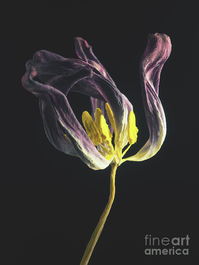 Tulip VI Photograph by Andreas Berheide
