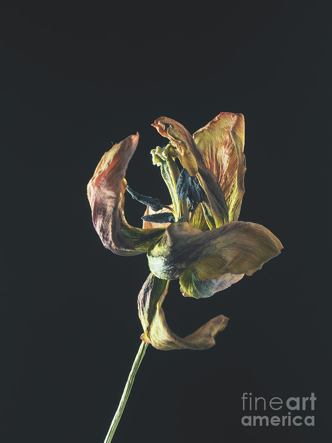 Tulip VII Photograph by Andreas Berheide