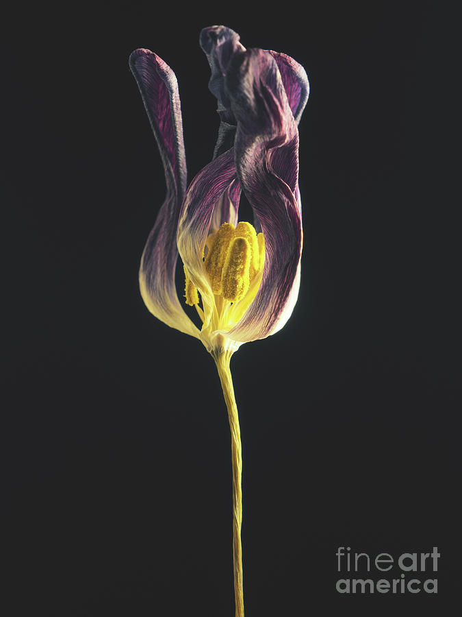 Tulip VIII Photograph by Andreas Berheide
