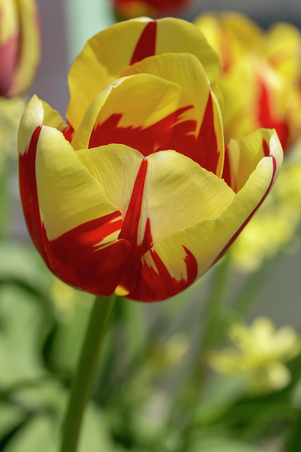 Tulip Photograph - Tulip World Expression by Dawn Cavalieri