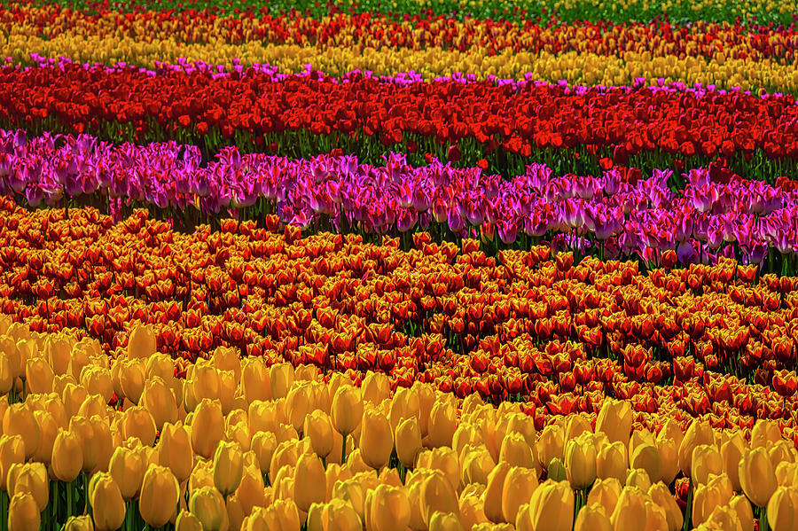 Tulip World Photograph by Garry Gay