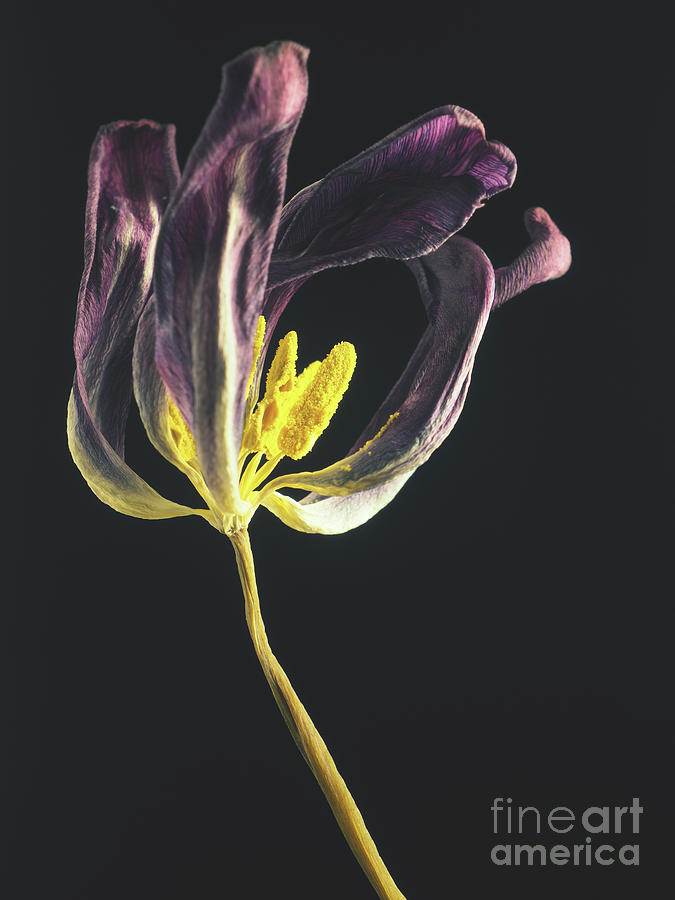 Tulip X Photograph by Andreas Berheide