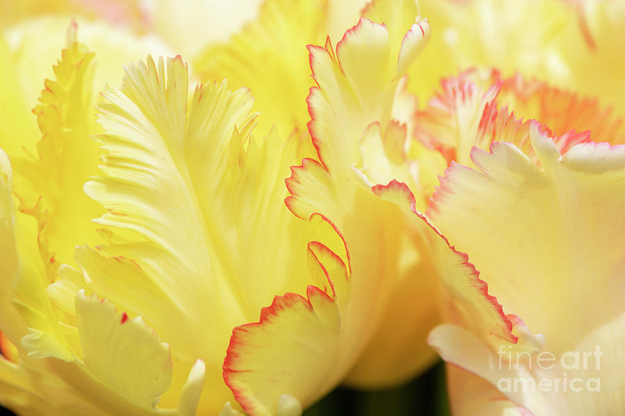 Tulipa Caribbean Parrot Petals Abstract Photograph by Tim Gainey