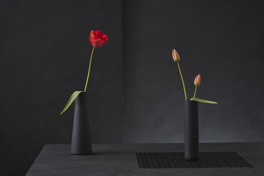 Still Life Photograph - Tulipa Gesneriana N3 by Christophe Verot