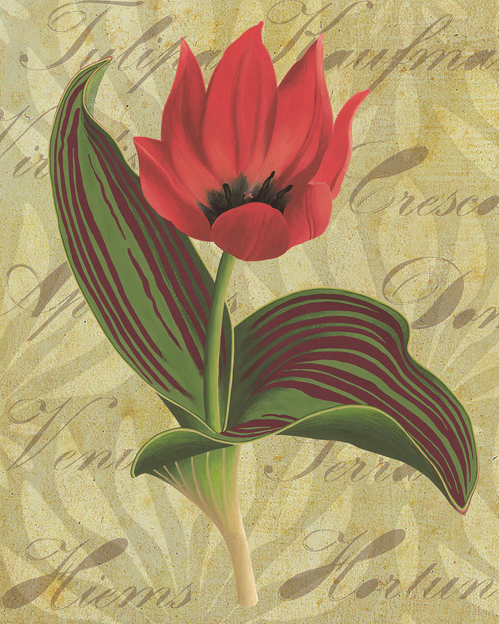 Tulipa Kaufmanniana Winter Painting