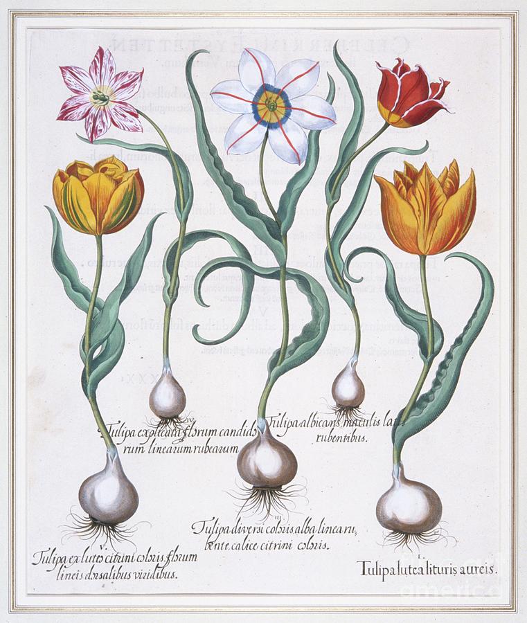 Tulipa Lutea Lituris Aureis Drawing by Heritage Images