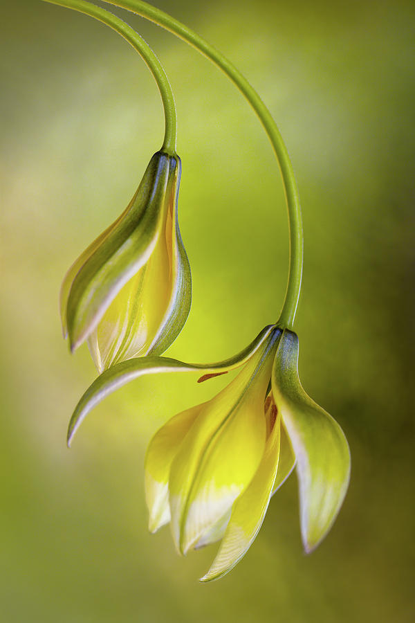 Tulipa Photograph by Mandy Disher